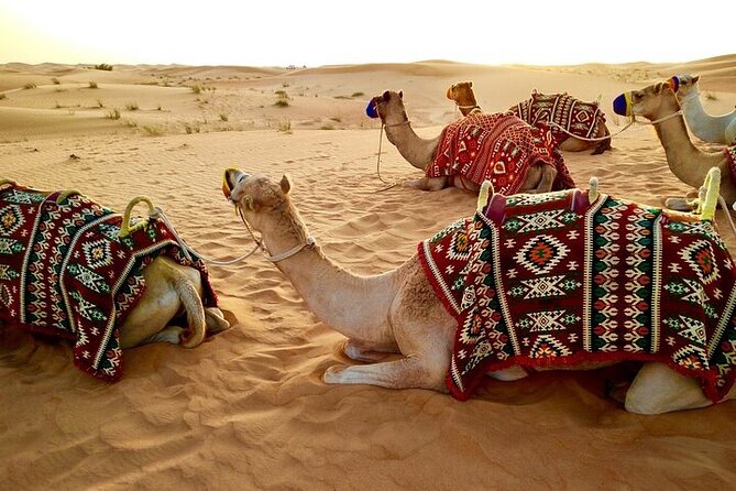 Evening Desert Safari Abu Dhabi With BBQ Dinner & Shows