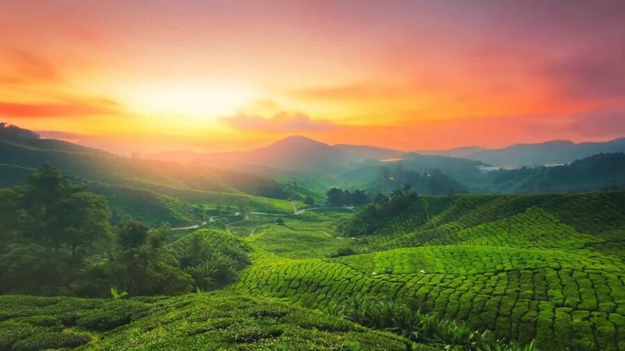 Exclusive, Cochin With Munnar Hill Station Tour (04 Days)