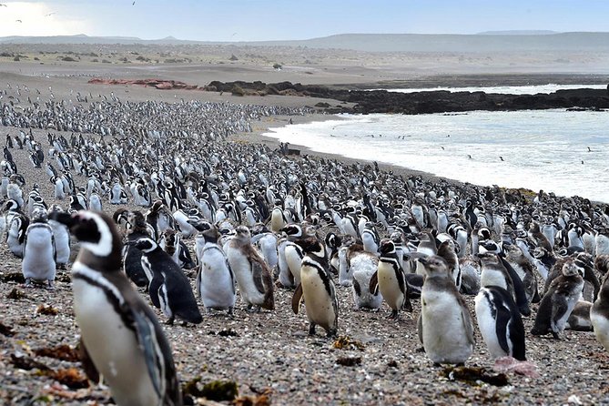 Exclusive Punta Tombo Penguin Rookery With Box Lunch and Entry Fee