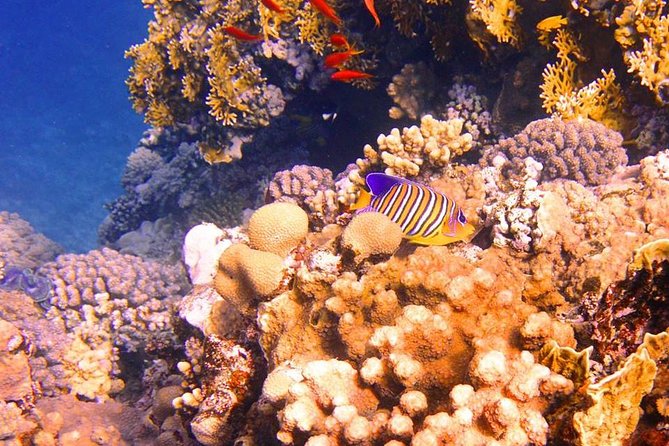 Excursion to Tiran Island by Boat
