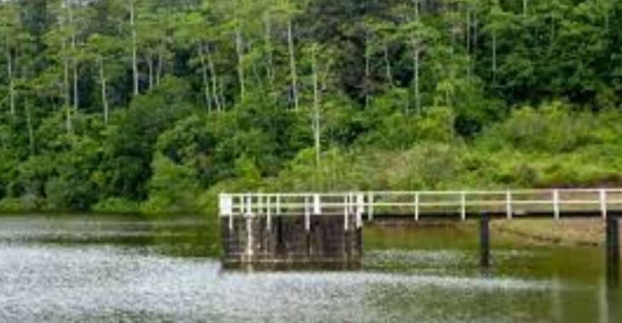 Exploration of Hiyare Forest Through a Nature-Guided Trek