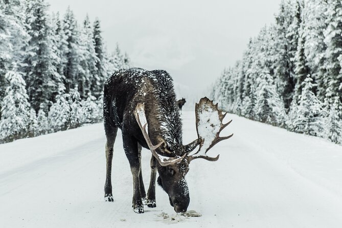 Explore Banff’s Wonders: Lake Louise, Johnston Canyon, and Beyond
