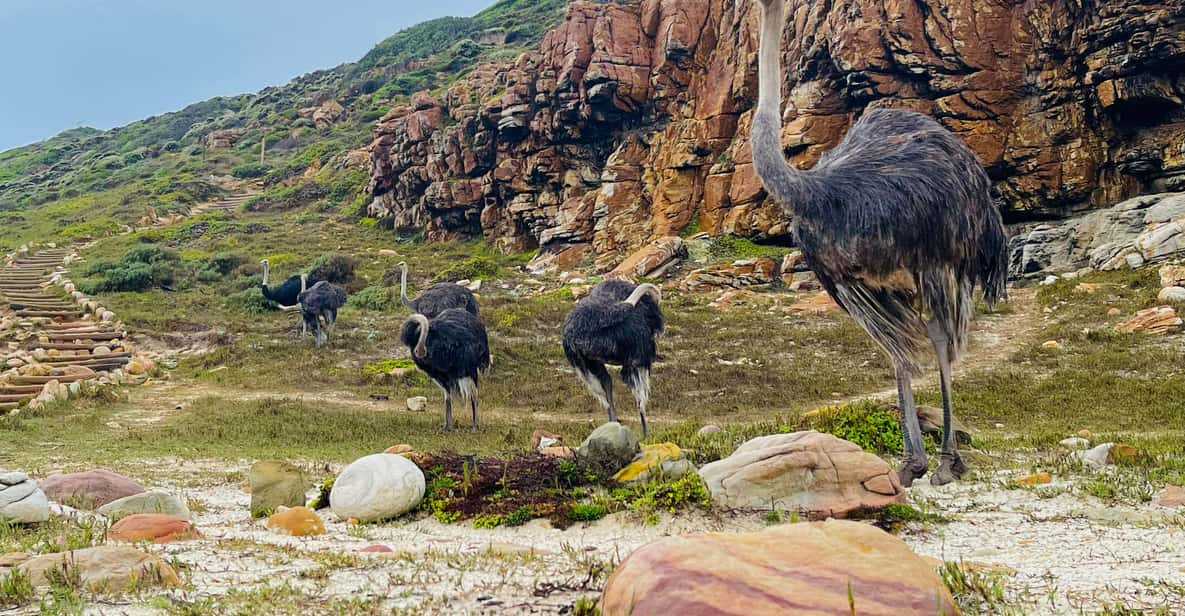 Explore Cape of Good Hope and Boulders Beach: Private Tour - Tour Overview