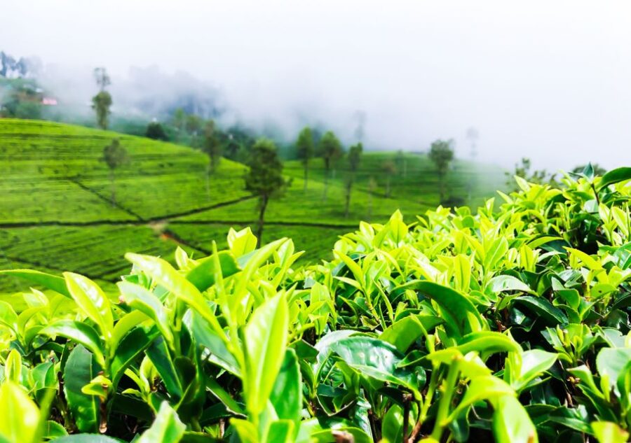 Explore Countryside of Nuwara Eliya by Tuk-Tuk