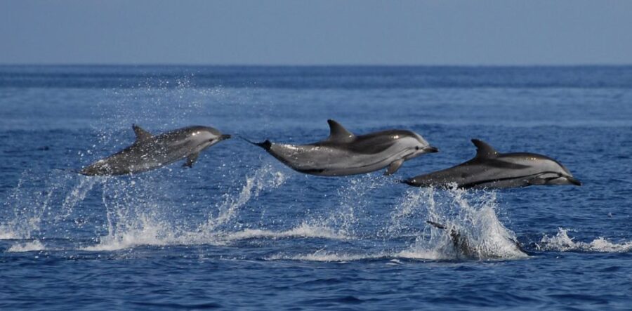 2 Best 4 Day Tours In Weligama