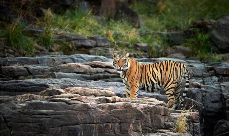 Explore Tiger Safari With Delhi Agra Jaipur Tour 7 Days