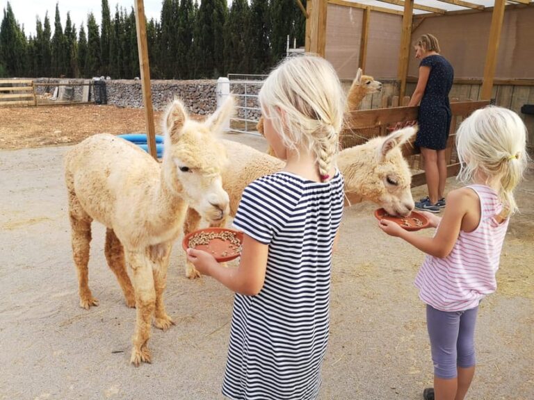 Felanitx, Mallorca: Alpacas Close-Up Experience