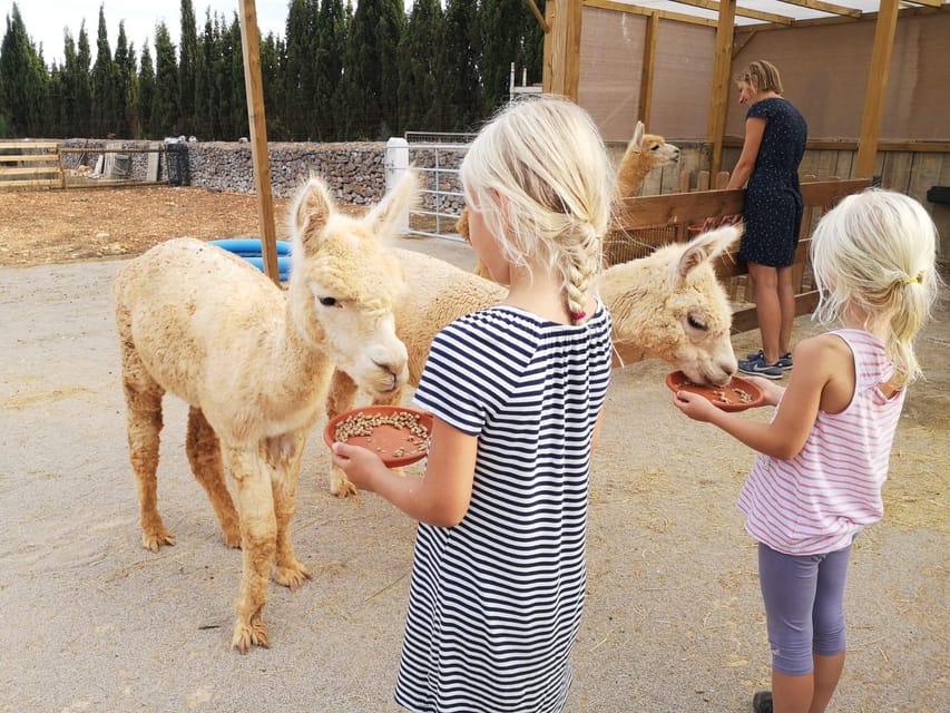 Felanitx, Mallorca: Alpacas Close-Up Experience - Location and Duration