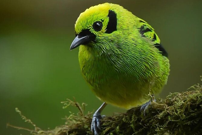 First Steps Into Birding in Monteverde