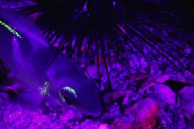 Fluorescent Snorkeling With Ultraviolet Flashlights - Overview of Fluorescent Snorkeling