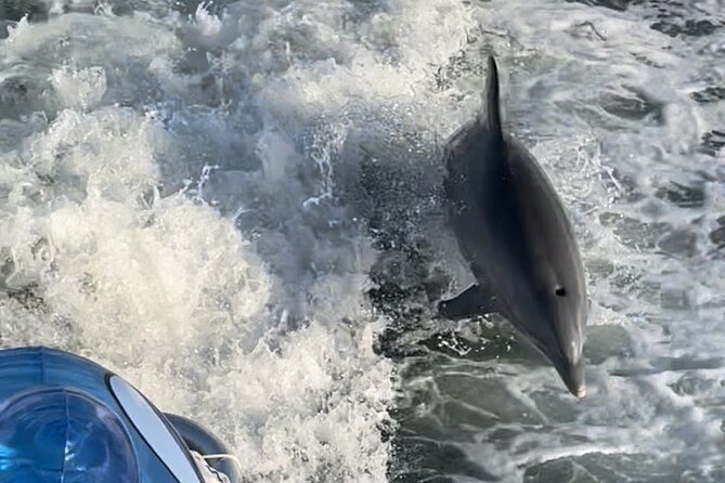 Frisky Mermaid Dolphin + Scenic Bay Sightseeing Tour