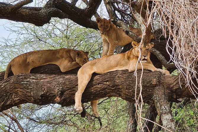 From Arusha: 6 Day Classic Game Drive Serengeti & Ngorongoro