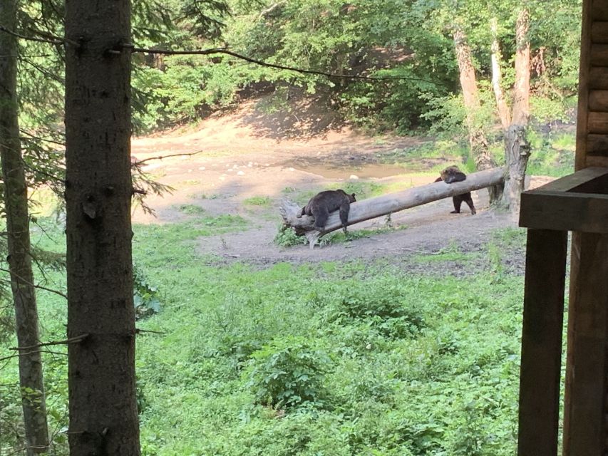 From Brasov: Bear Watching in the Wild - Overview of Bear Watching