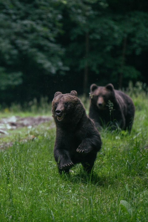 From Brasov: Brown Bear Watching in the Carpathian Mountains - Overview of Bear Watching