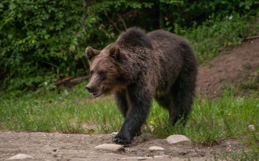 From Brasov: Small-Group Brown Bear Watching Tour