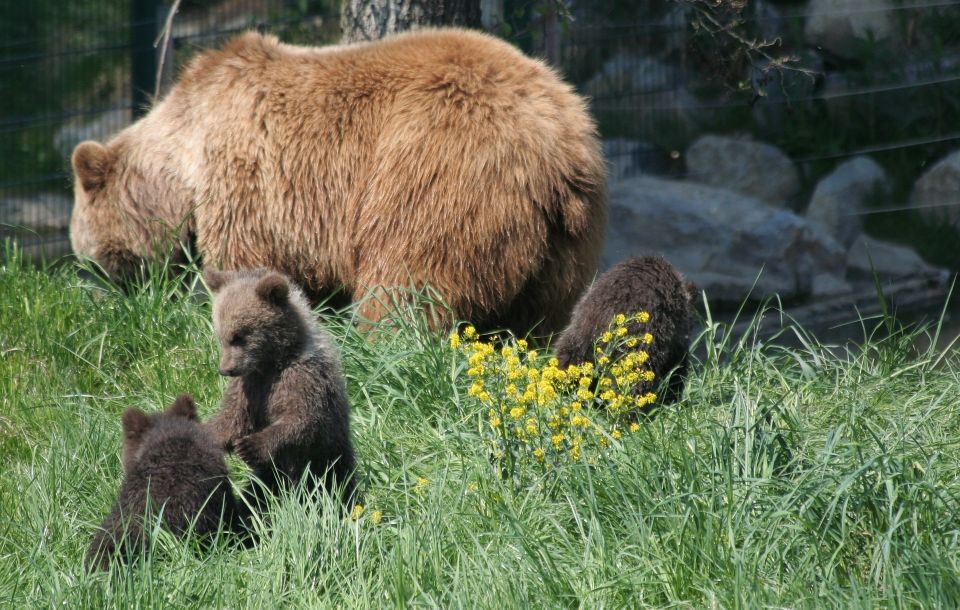 From Bucharest: Libearty Bear Sanctuary and Draculas Castle - Tour Overview