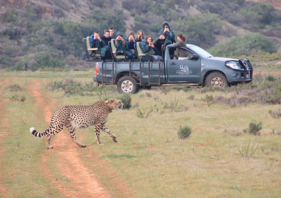 From Cape Town: 2-Day Safari at Garden Route Game Lodge - Safari Overview and Pricing