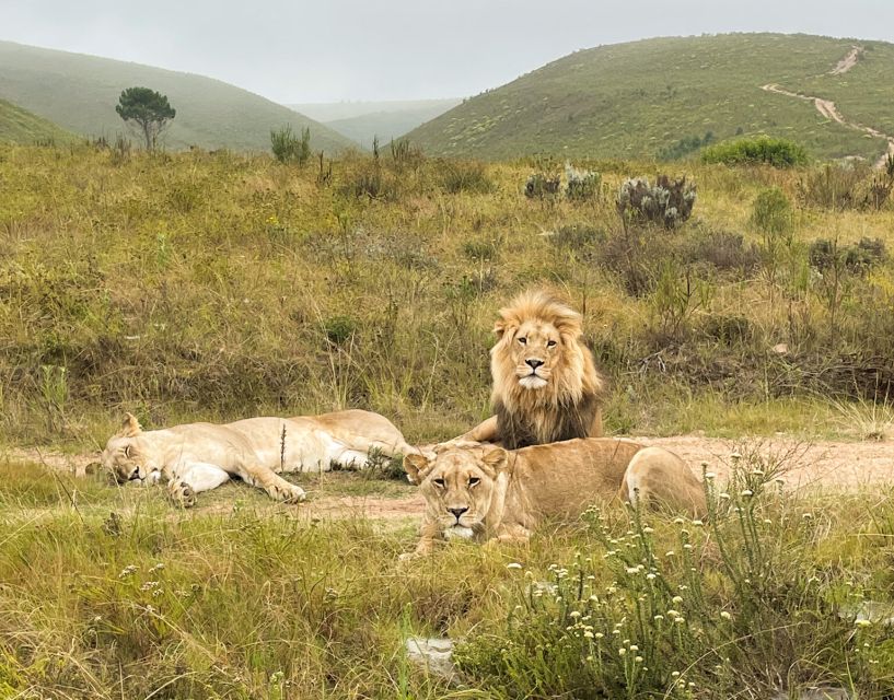 From Cape Town: 3-Day Garden Route Highlights and 4x4 Safari - Tour Overview and Pricing