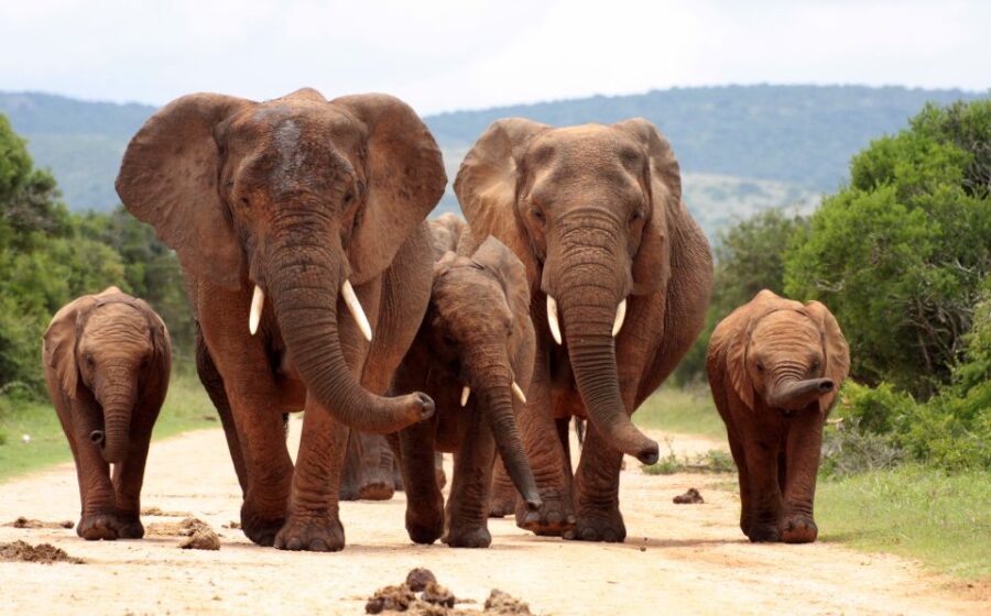From Cape Town: 3 Days Kruger Safari & Panorama Route Tour