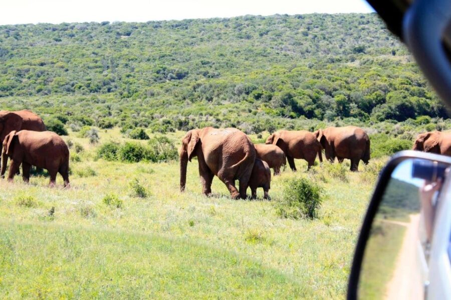 From Cape Town: 5-Day Best of Garden Route and Addo Safari - Tour Overview and Pricing