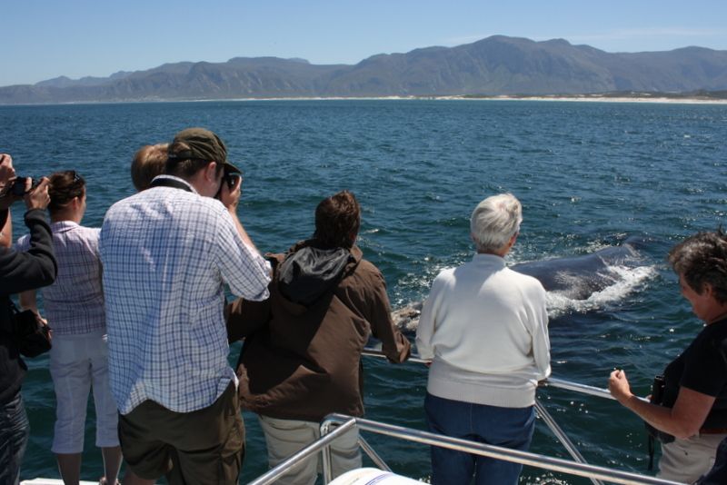 From Cape Town: Whale Watching Tour in Hermanus and Gansbaai - Tour Overview and Pricing