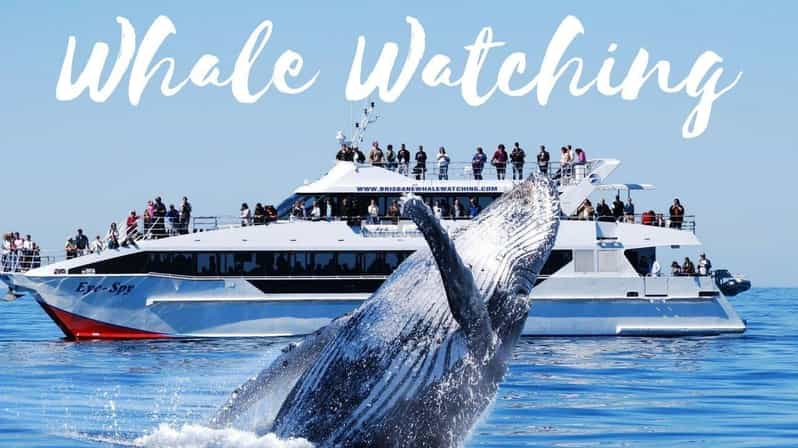 From Colombo/Bentota/Galle to Whale Watching Mirissa Daytour - Itinerary and Activities