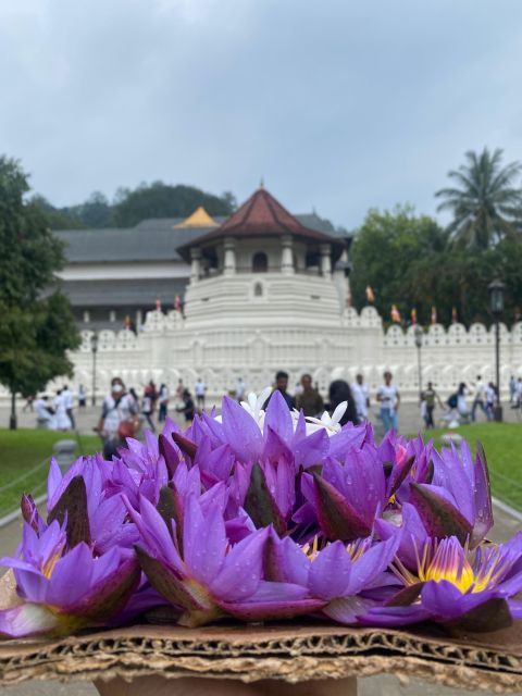 From Colombo : Kandy Privet Full Day Tour With Pinnawala - Tour Overview and Pricing