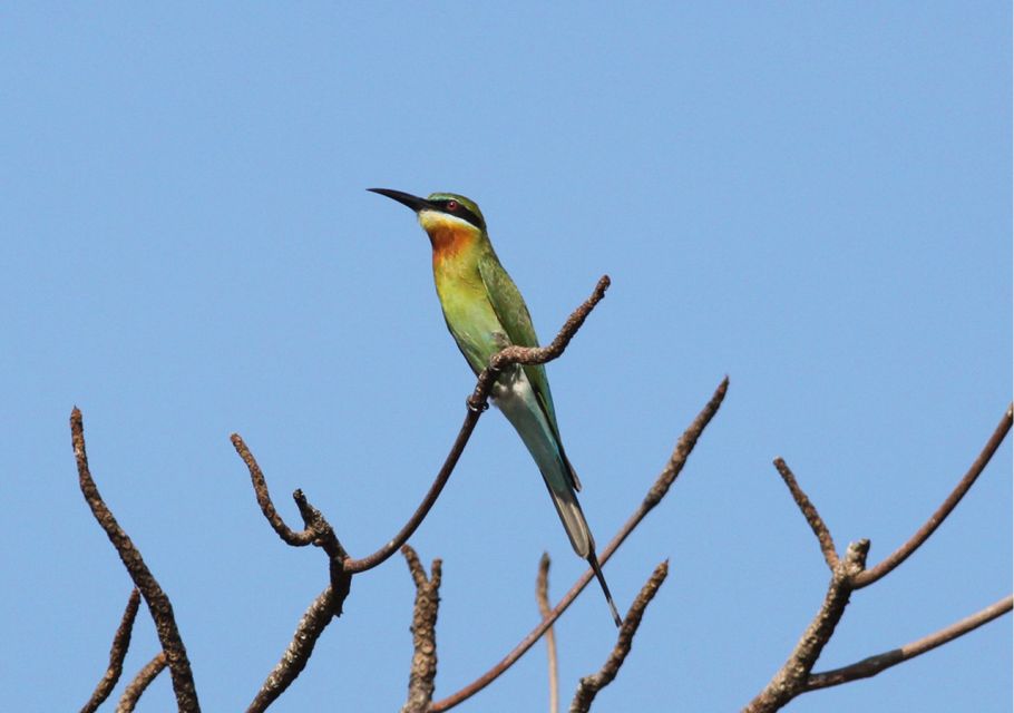 From Colombo: Muthurajawela Sanctuary Bird Watching Tour - Tour Overview