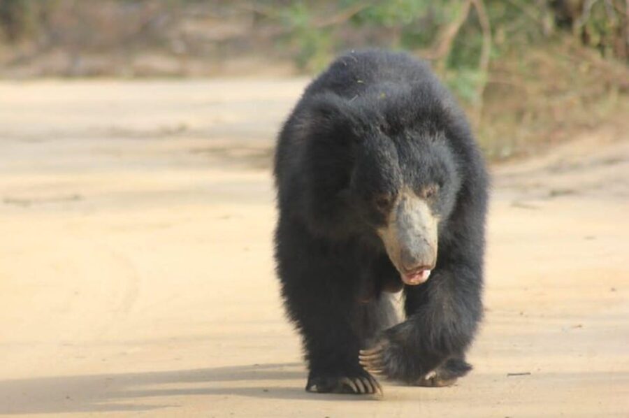 25 Best National Park Tours In Colombo