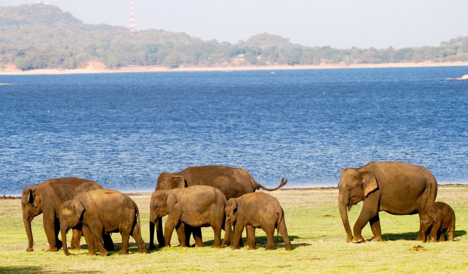 From Colombo: Private Minneriya National Park Day Safari - Tour Overview