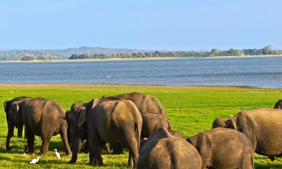 From Colombo: Udawalawa Safari & Elephant Transit Home Tour