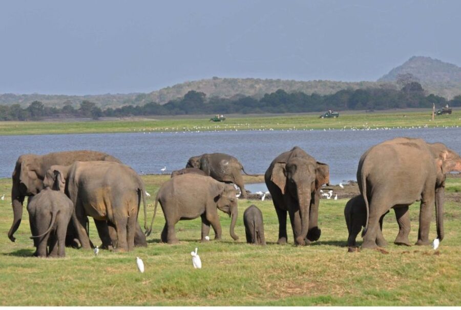 From Dambulla: Full Day Safari at Minneriya National Park