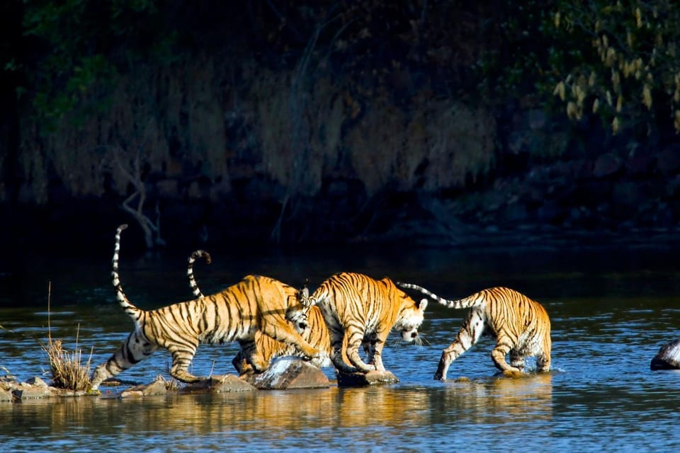 From Delhi: 2 Days 1 Night Ranthambore Tiger Safari Tour - Tour Overview