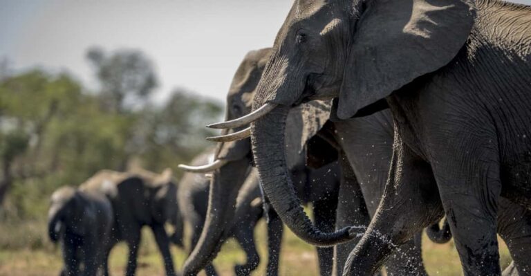 From Delhi 2 Days Taj Mahal Tour With Wildlife SOS Elephants