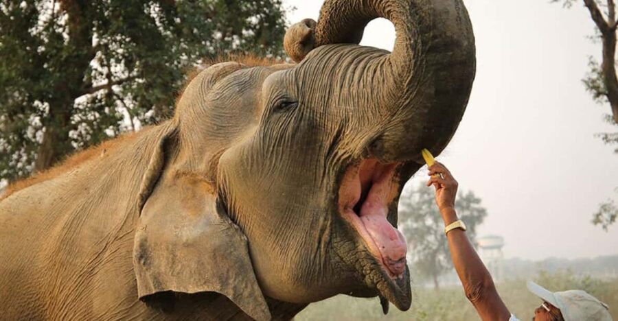 From Delhi: 3 Day Golden Triangle Tour With Elephant Reserve