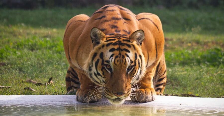 From Delhi: 3-Day Ranthambore National Park Tour