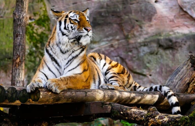 From Delhi: 3-Day Ranthambore Tiger Safari Tour