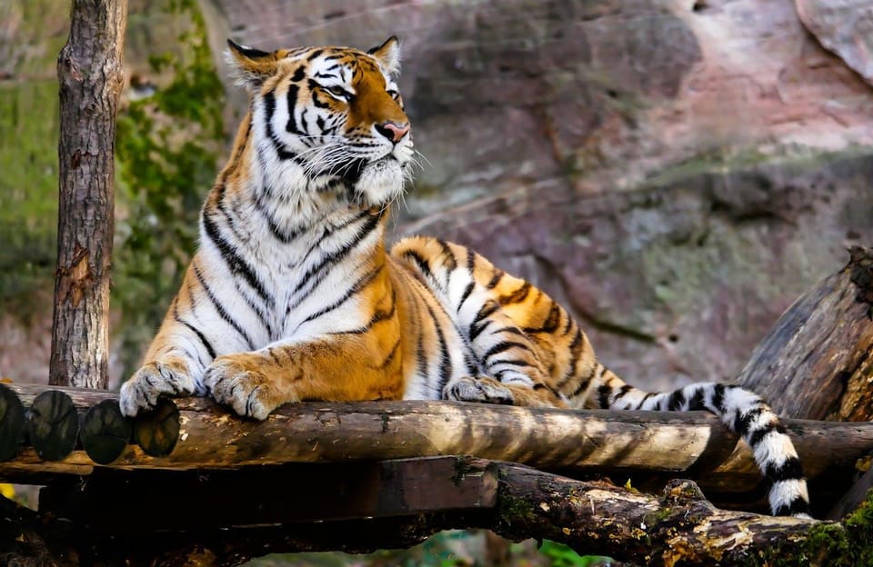 From Delhi: 3-Day Ranthambore Tiger Safari Tour - Tour Overview and Pricing