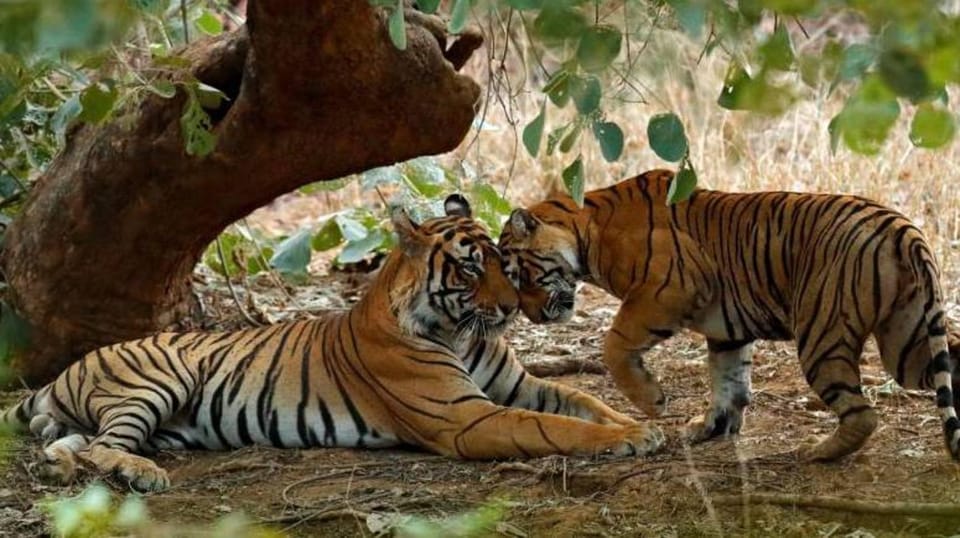 From Delhi: 3-Days Jaipur & Ranthambore Wildlife Safari Tour - Tour Overview and Pricing