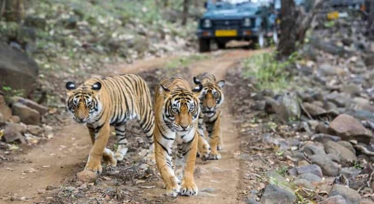 From Delhi 3 Days Tour of Ranthambore Tiger Safari