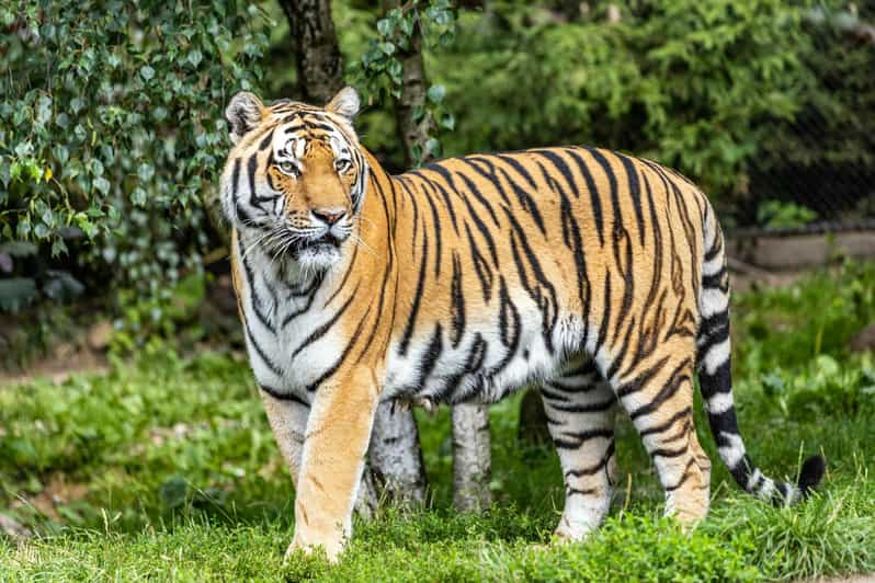 From Delhi: 4-Day Tiger Safari & Golden Triangle Tour - Tour Overview and Pricing