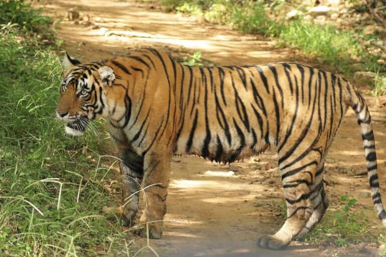 From Delhi: 5-Day Tiger Safari & Golden Triangle Tour