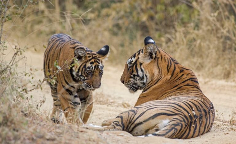 From Delhi: 6-Day Golden Triangle Tour With Ranthambore