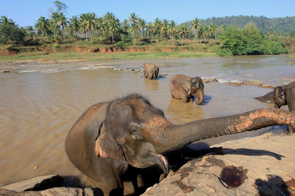 From Delhi: Taj Mahal Sunrise Tour W/ Elephant Conservation - Tour Overview