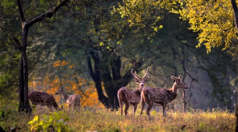 From Delhi: Tiger Safari and Golden Triangle Tour