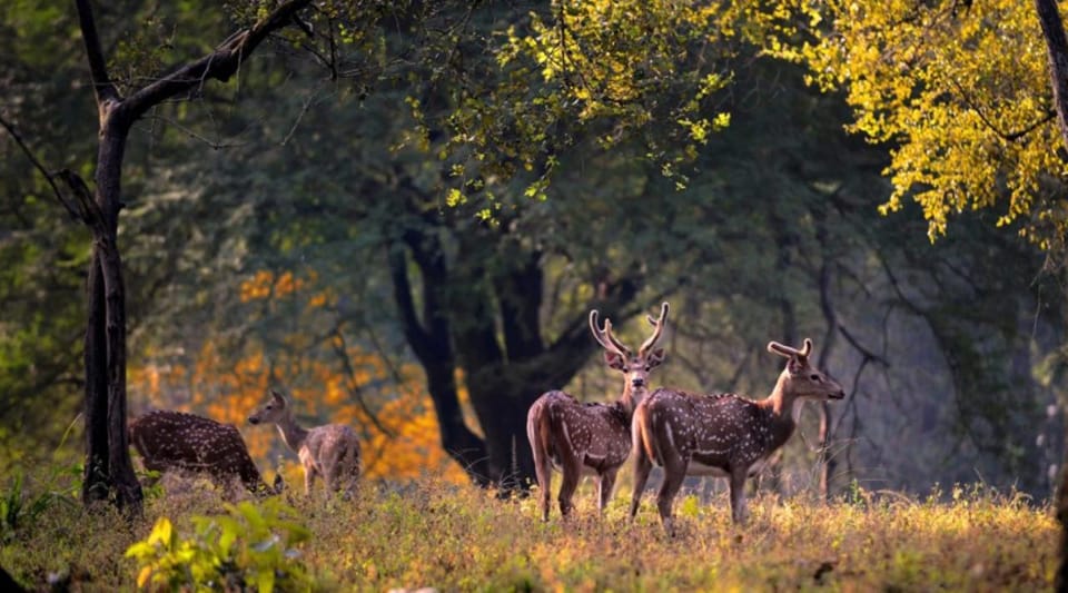 From Delhi: Tiger Safari and Golden Triangle Tour - Tour Overview