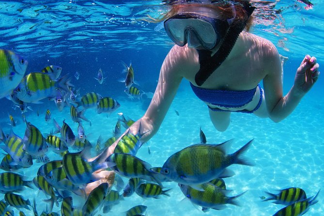 From Dubai: Snorkeling Trip in Fujairah - Highlights of Fujairahs Marine Life