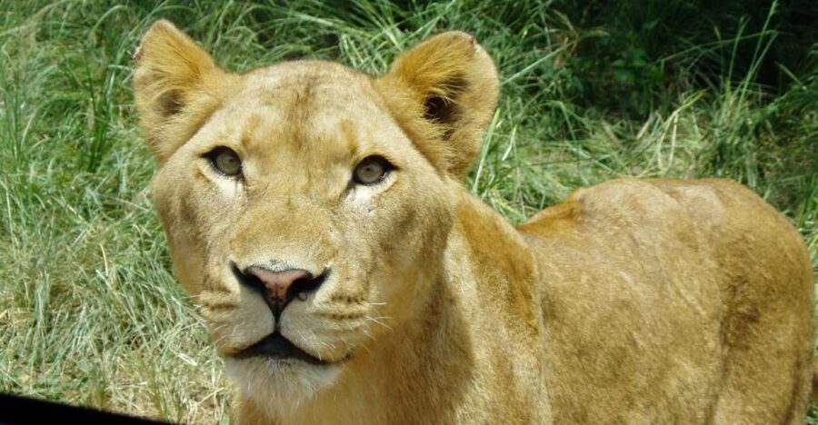 From Durban: Safari & PheZulu Village Day Tour