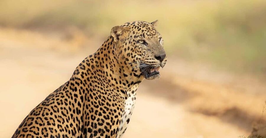 From Ella - Yala National Park Leopard Safari 4*4 Tour