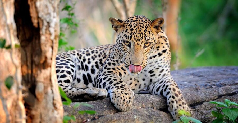 From Ella :- Yala National Park Thrilling Half-Day Safari